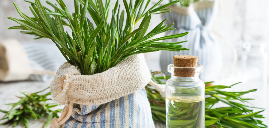 Benefits of Using Rosemary Essential Oil For Hair - Jain Super Store